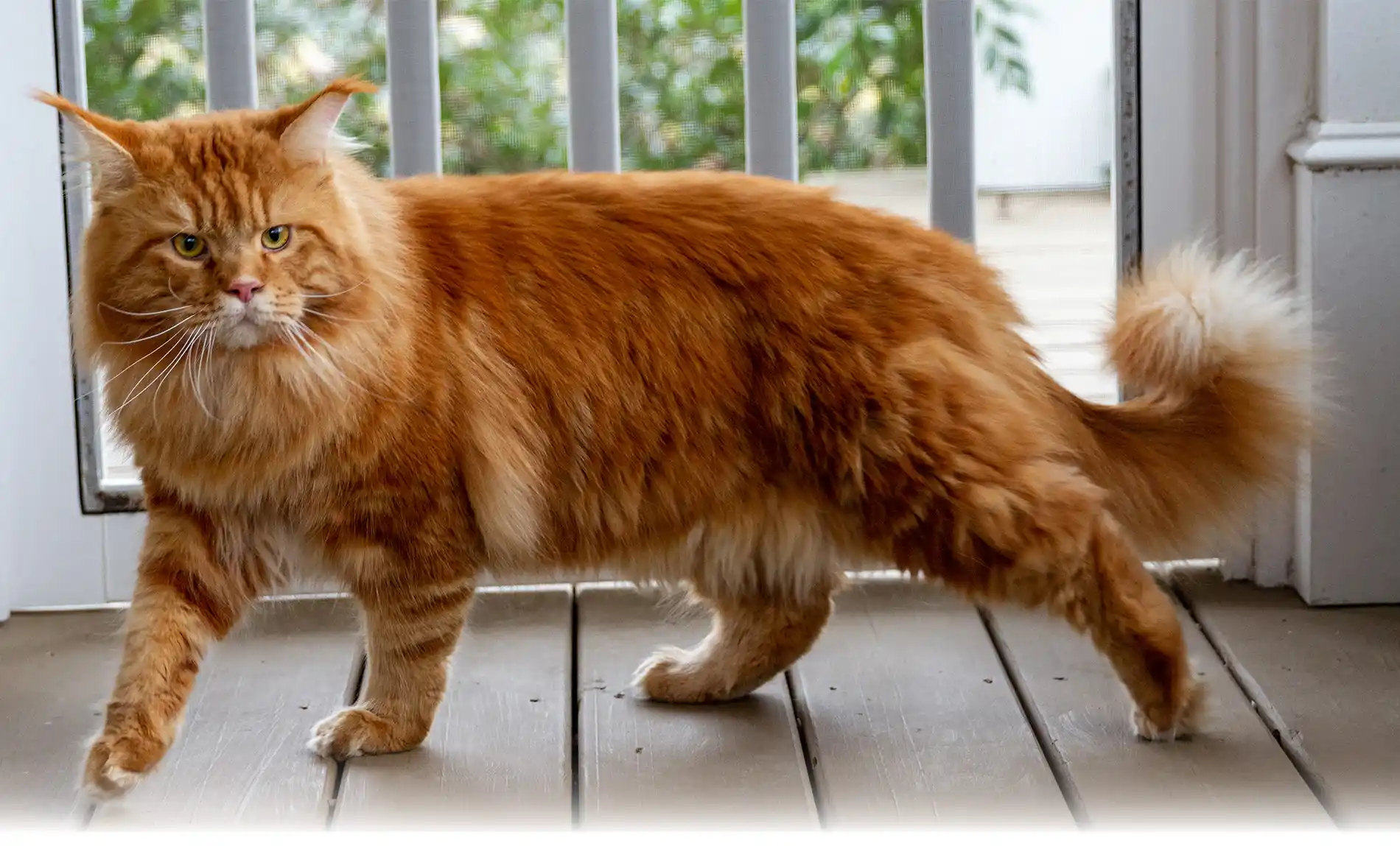 An red tabby Maine Coon cat walks across a wooden floor