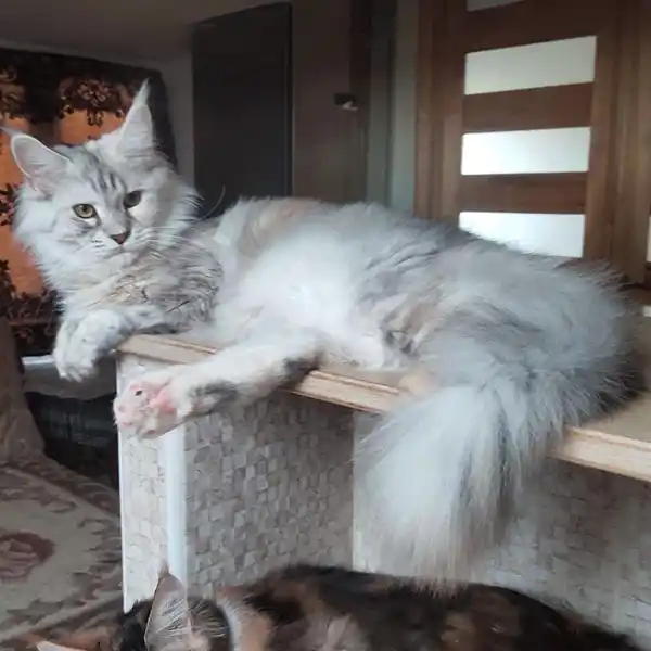 The female Maine Coon cat Fame Dragonfly Oxymoron lounges on a piece of furniture