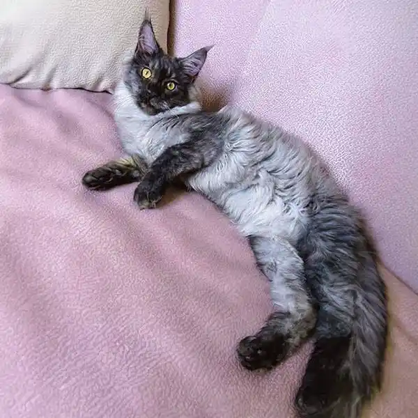 The female Maine Coon cat Jaconda Oxymoron lays down on a couch cushion