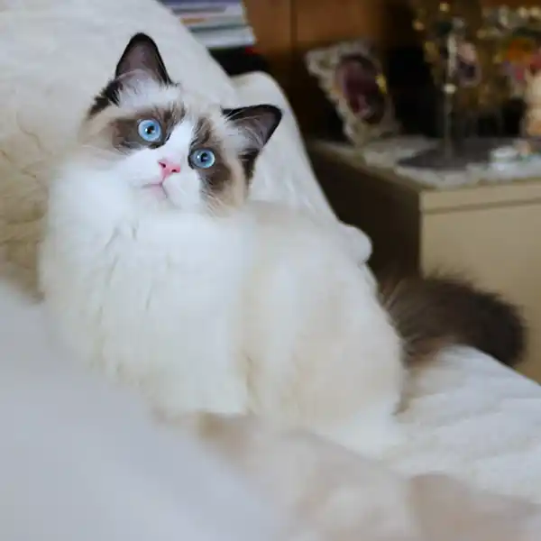 The female Ragdoll cat Kamelia sits on a cushion