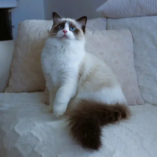 The female Ragdoll cat Kamelia sits on a cushion