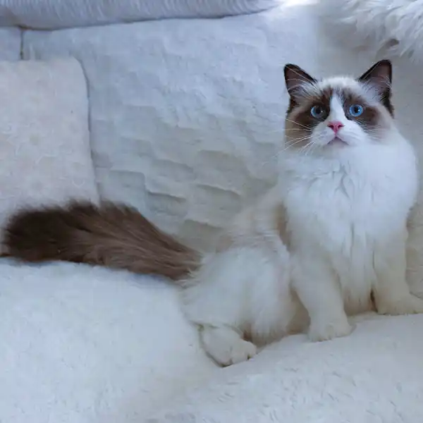 The female Ragdoll cat Kamelia sits on a cushion