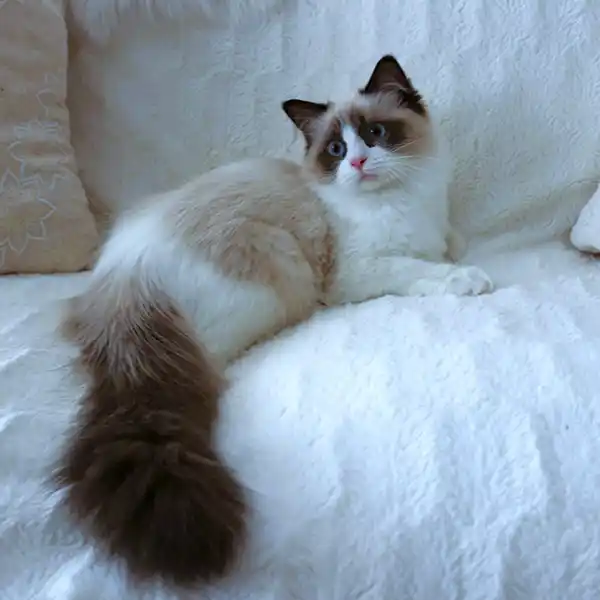 The female Ragdoll cat Kamelia sits on a cushion