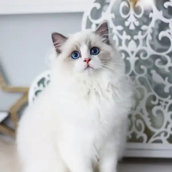 The female Ragdoll cat Rose sits on a white tabletop
