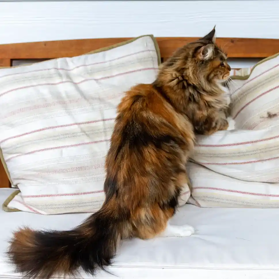 The female Maine Coon cat Willabelle Cherokee Ghigau climbs up a pillow on a bed