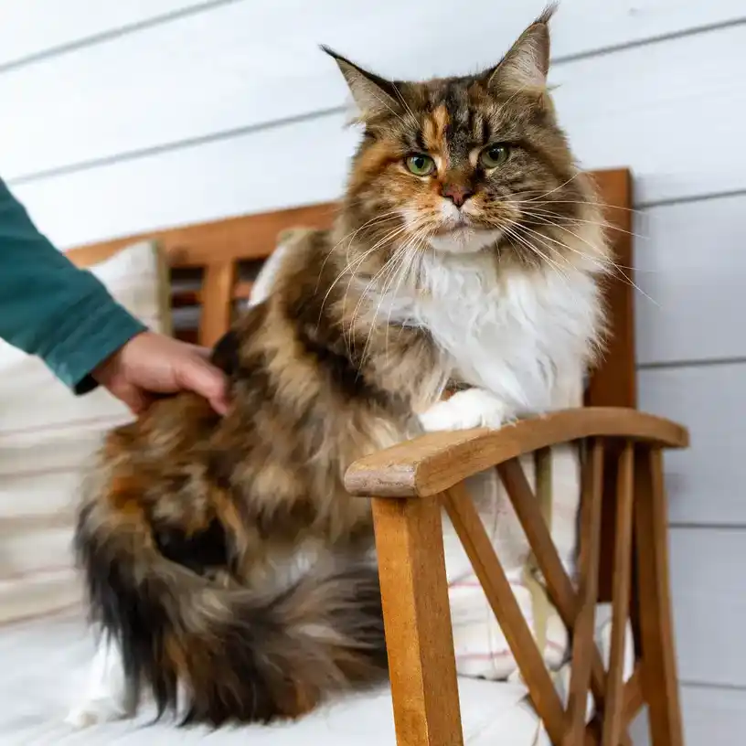 Willabelle Cherokee Ghigau sits on a porch chair