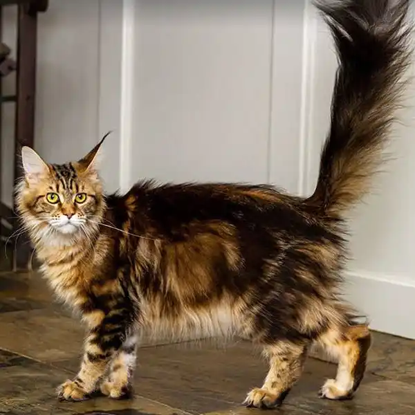 The female Maine Coon cat Willabelle Baileys Irish Cream walks across a wooden floor