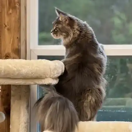 The female Maine Coon cat Willabelle Blue Daisy perches in a window