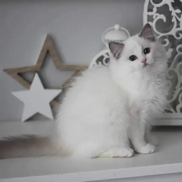 The female Ragdoll cat Linn sits on a white tabletop