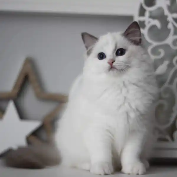 The female Ragdoll cat Linn sits on a white tabletop