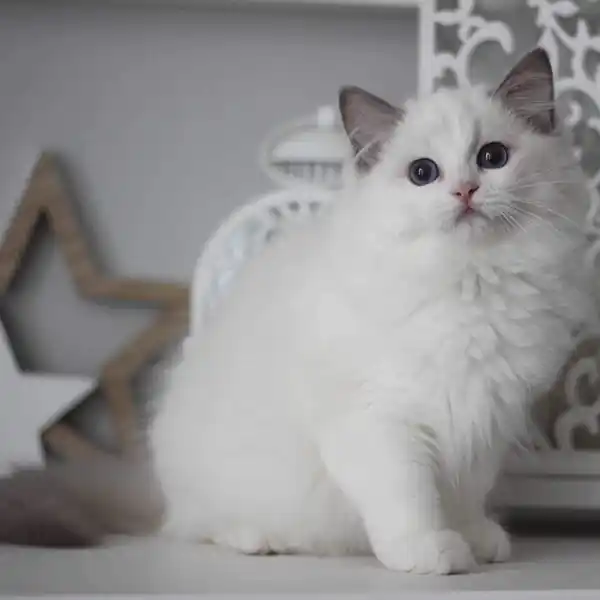 The female Ragdoll cat Linn sits on a white tabletop