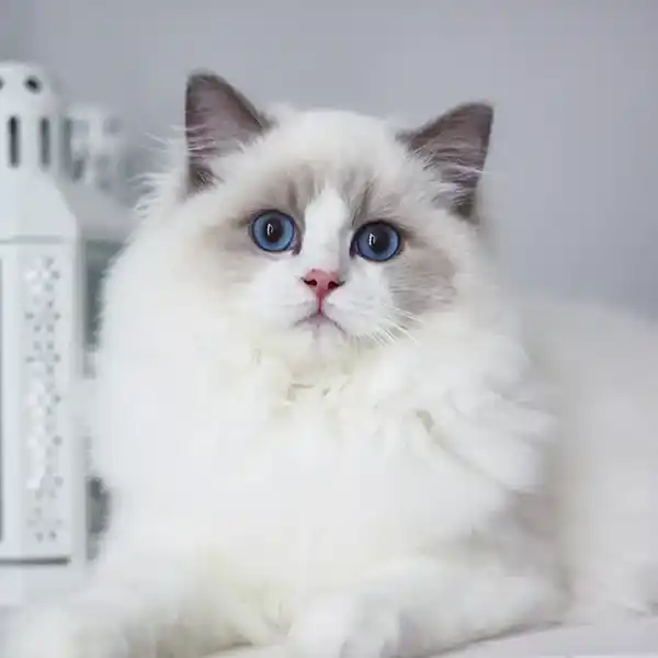 The female Ragdoll cat Rose sits on a white tabletop