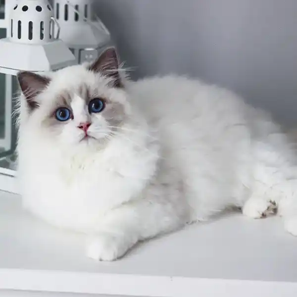 The female Ragdoll cat Rose sits on a white tabletop