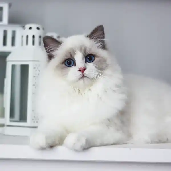 The female Ragdoll cat Rose sits on a white tabletop