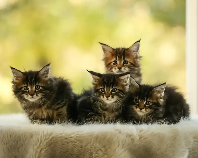 A person holds three small kittens in their hands