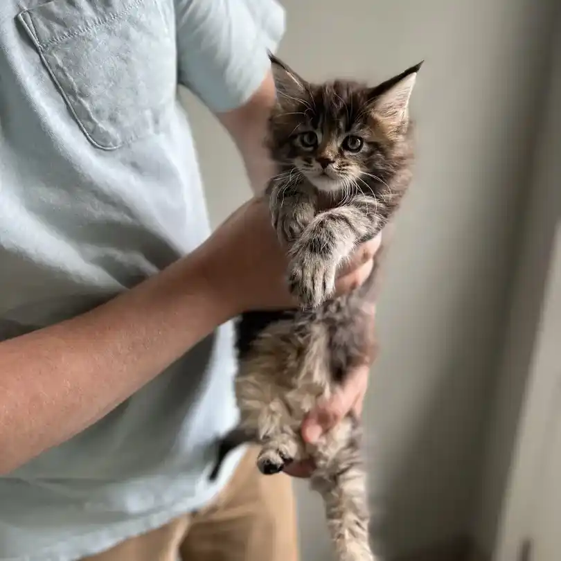 A Maine Coon kitten is held in a man's hands