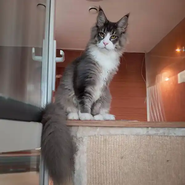 Ismail Oxymoron, a Maine Coon cat, perches near a doorway