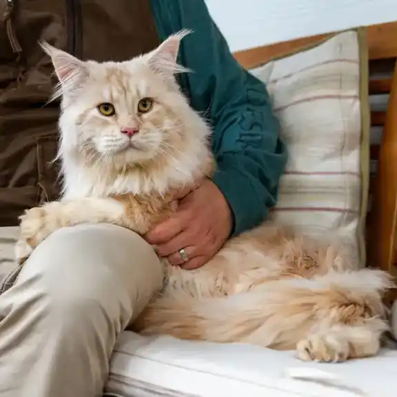 Lionpawz Tutankhamun lounges on a piece of furniture