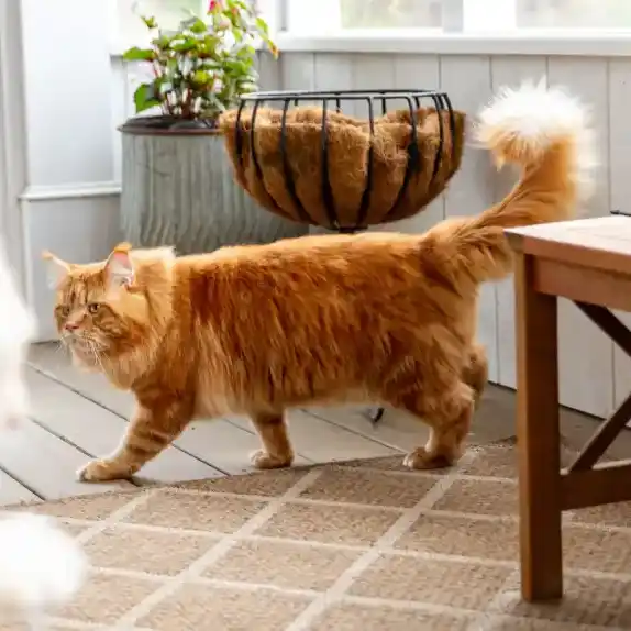 The Maine Coon cat Willabelle Red Ranger walks across a wooden floor