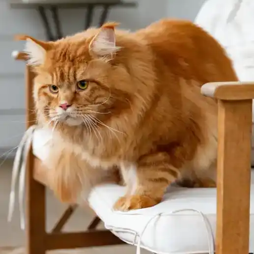 Willabelle Red Range sits on a cushioned chair