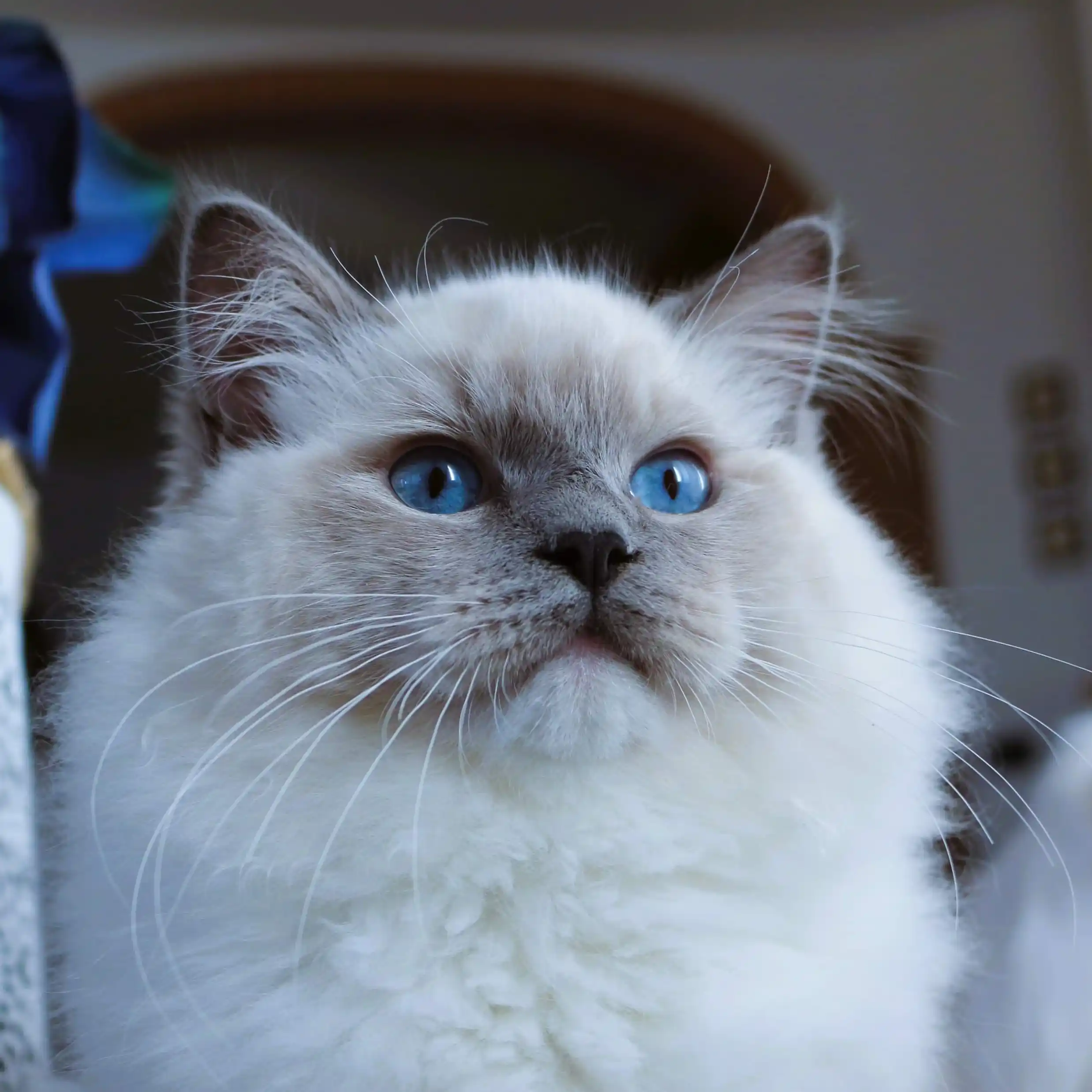 The male Ragdoll cat Jay lounges on the back of a piece of furniture