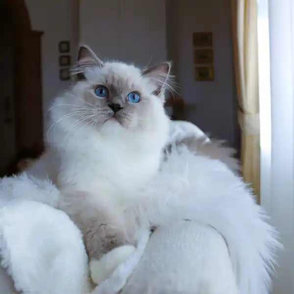 Jay sits on a glass tabletop