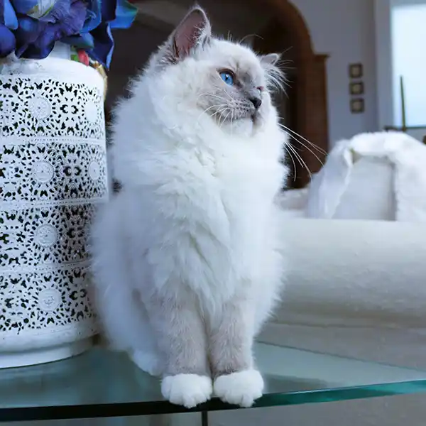 Jay sits on a glass tabletop