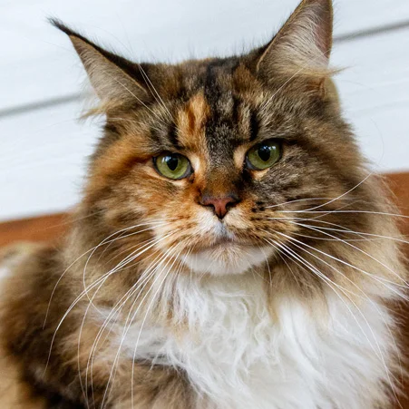 Browse available Maine Coon kittens