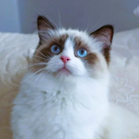 Browse available Ragdoll kittens