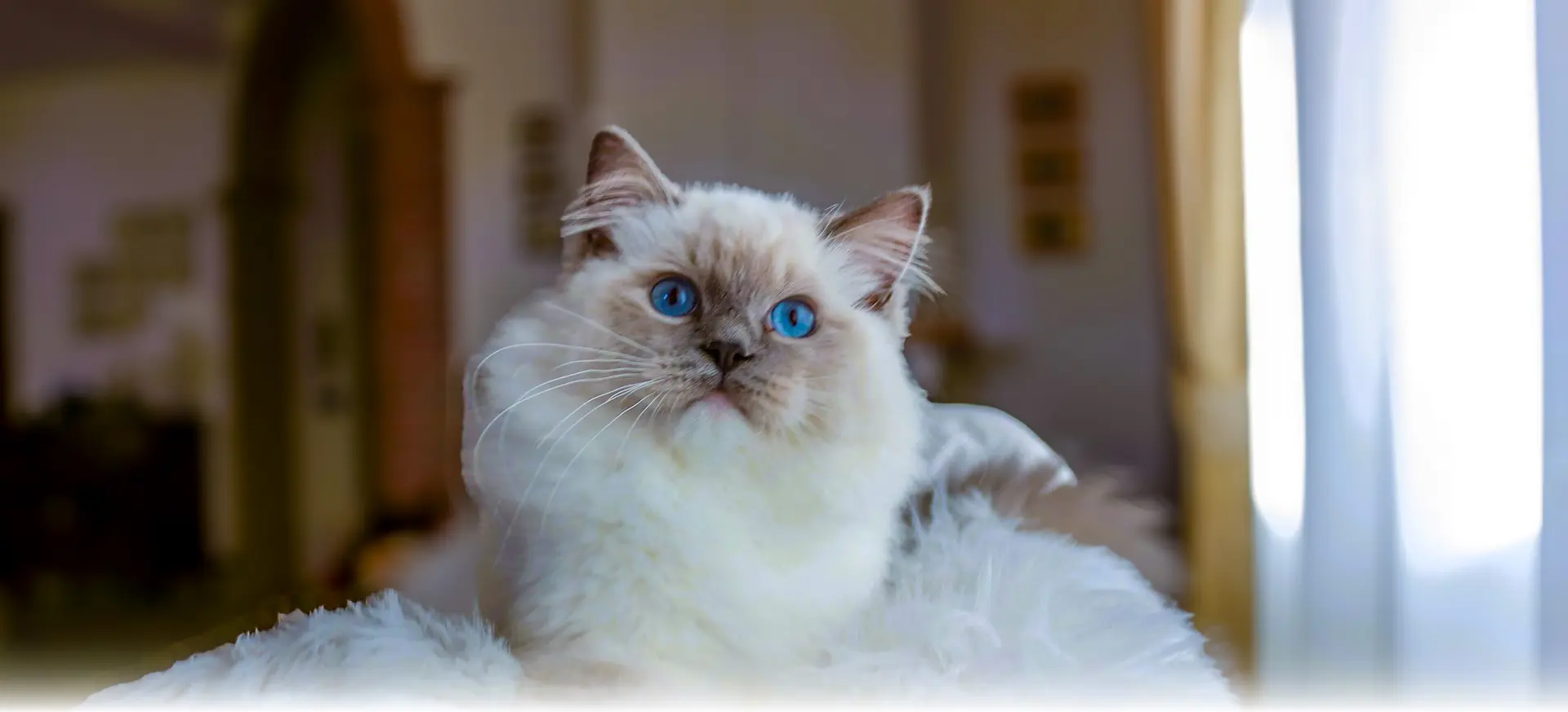 A Ragdoll cat with blue eyes lounges on the back of a piece of furniture