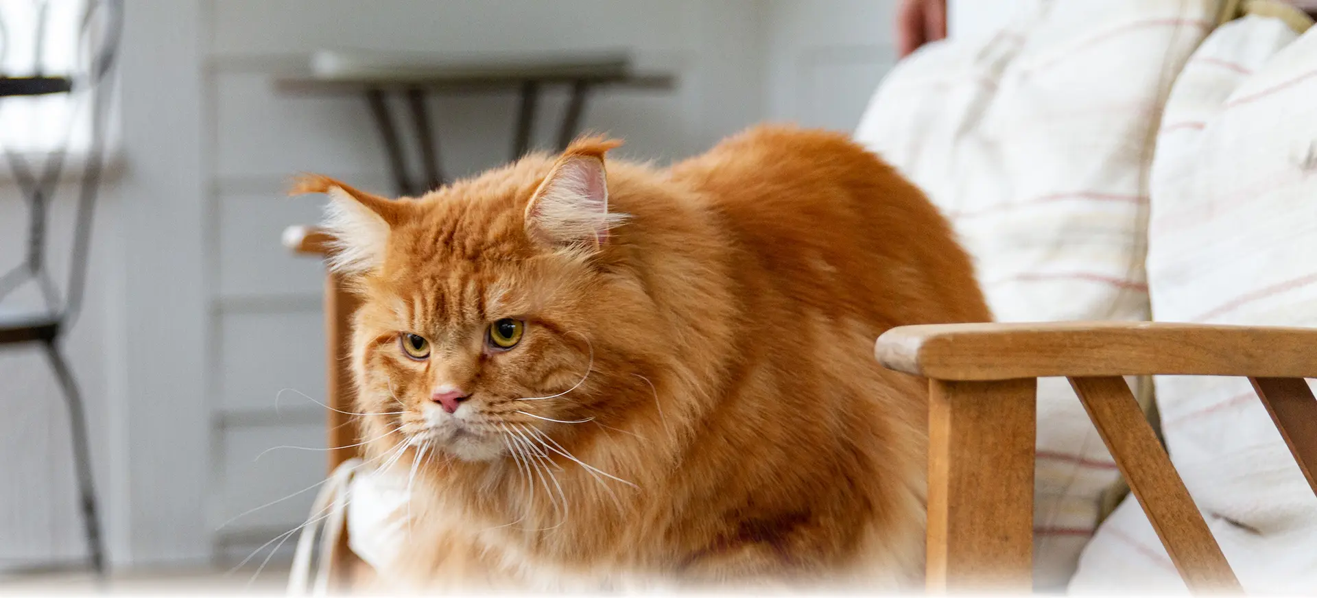 An red tabby Maine Coon cat sits on a cushioned chair