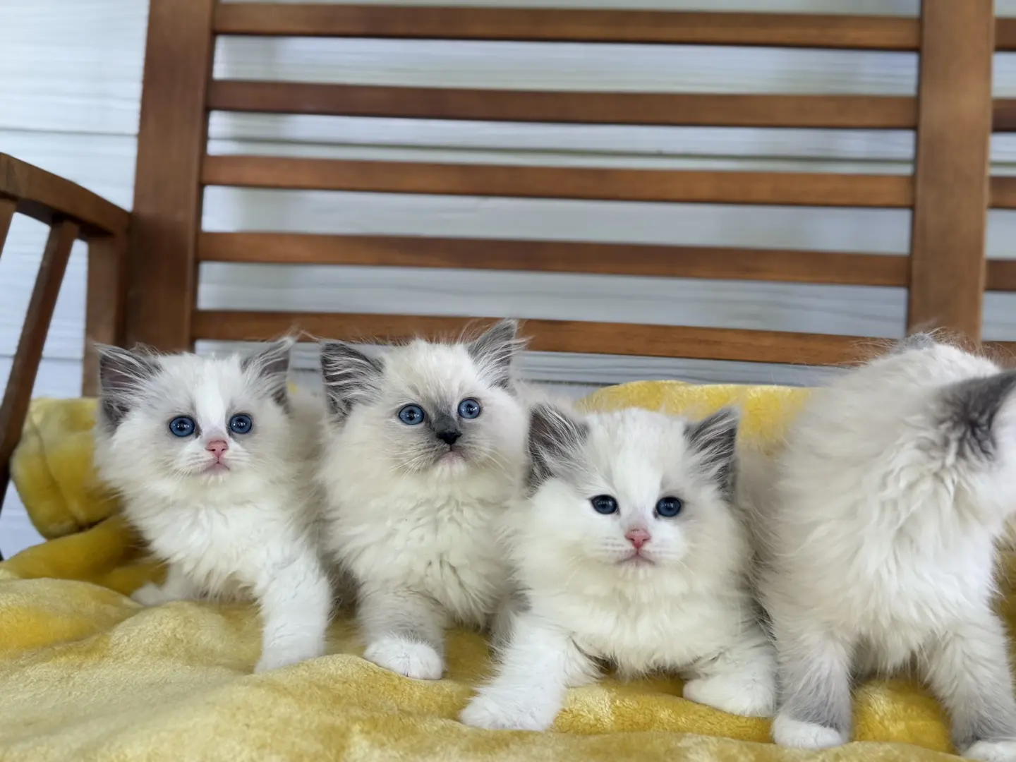 Ragdoll Kitten