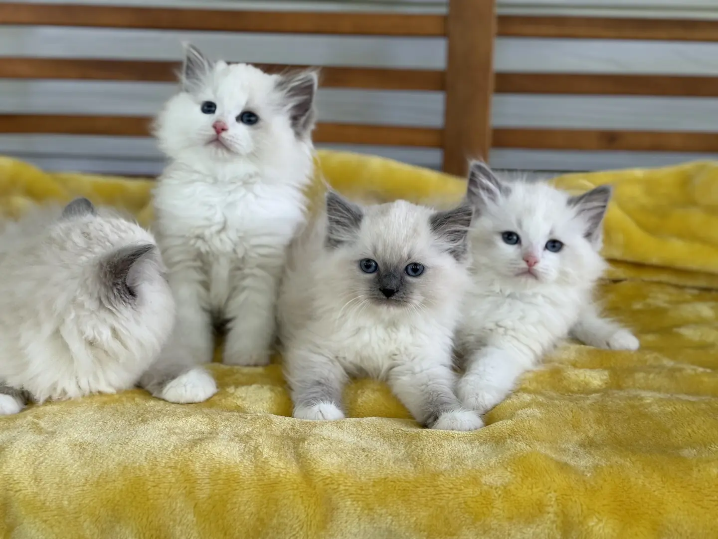 Ragdoll Kitten