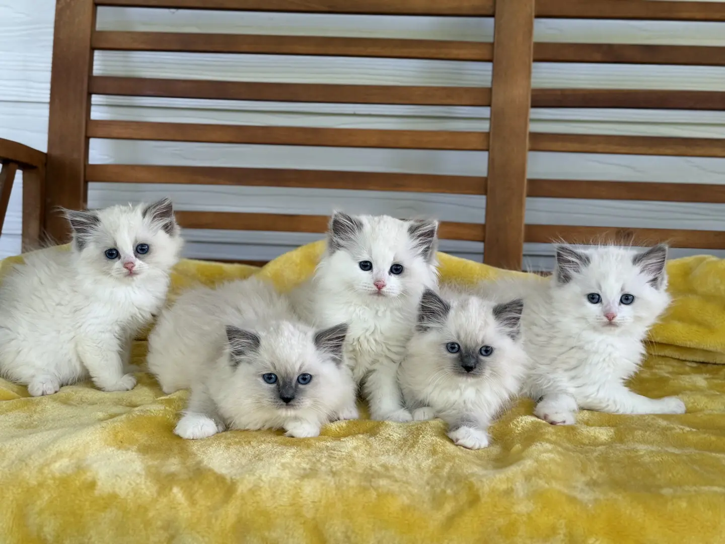 Ragdoll Kitten