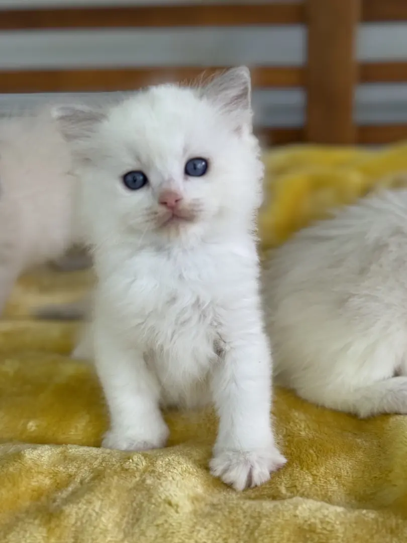 Ragdoll Kitten