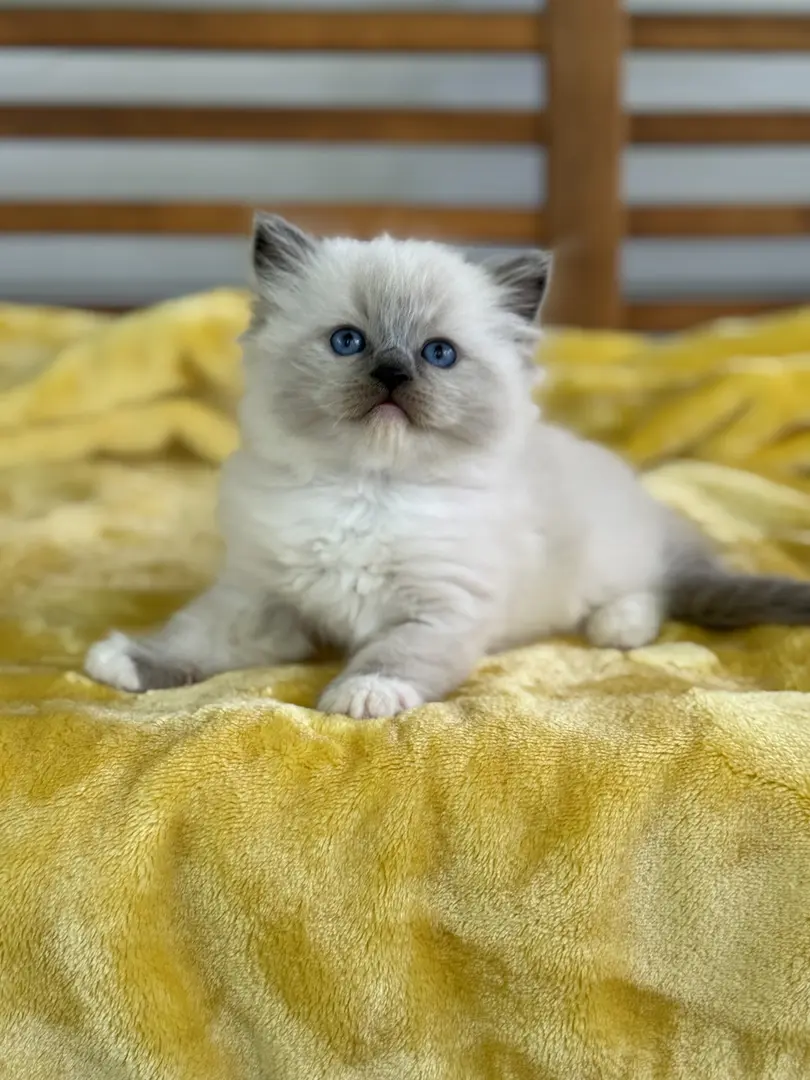 Ragdoll Kitten