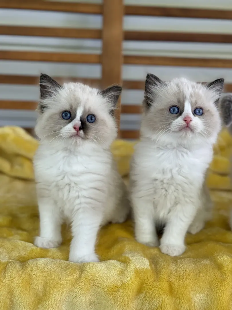 Ragdoll Kitten