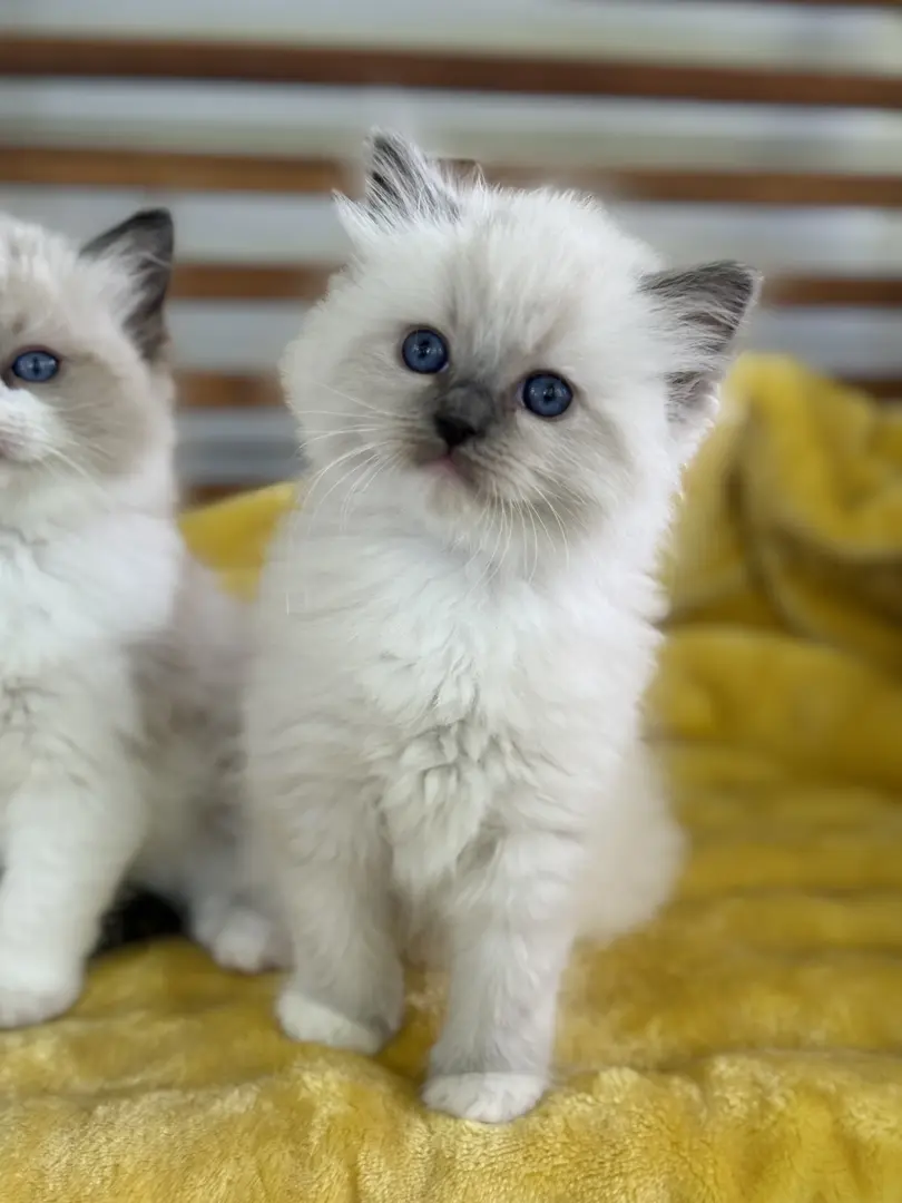 Ragdoll Kitten